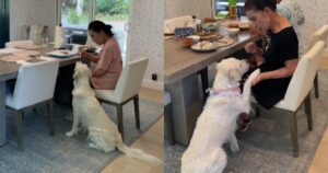 Nonna vizia il Golden Retriever dandogli da mangiare a tavola (VIDEO)