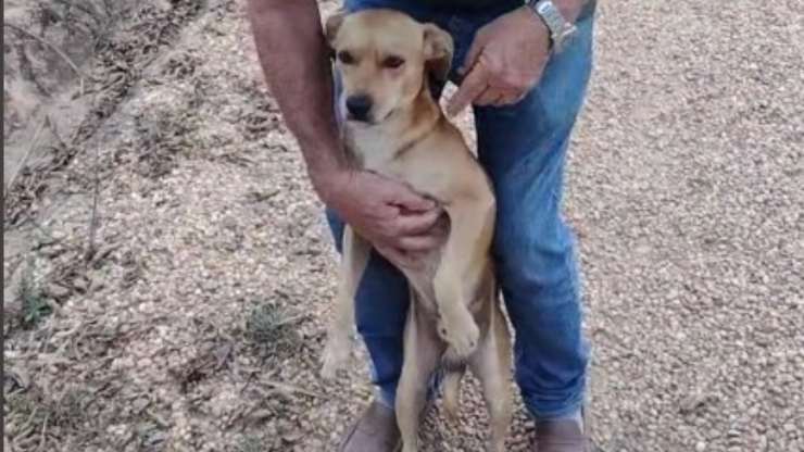 cagnolino vicente arrestato