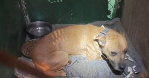 Cagnolino abbandonato e segregato in un armadio viene ritrovato dai nuovi inquilini durante i lavori di ristrutturazione