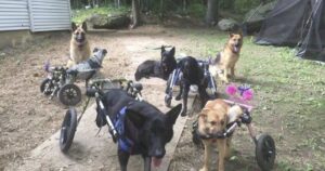 Una donna adotta i cagnolini con disabilità che i rifugi non possono tenere dando loro una seconda possibilità