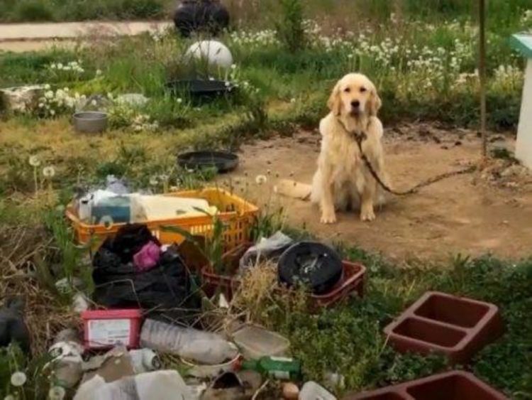 golden retriever juliette