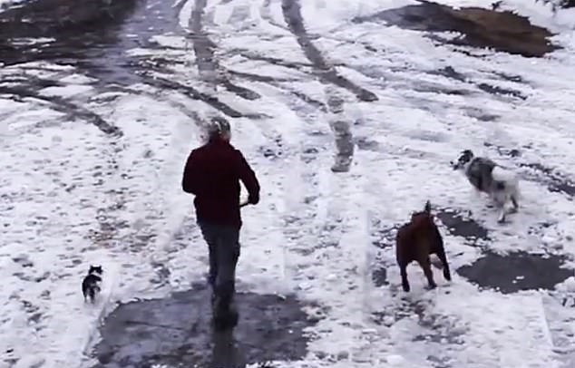 border collie salvataggio