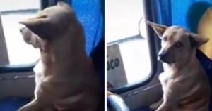 L’autista accontenta i randagi facendoli accomodare e riposare sul suo autobus a fine corsa (VIDEO)