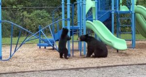 Mamma orso avvistata mentre gioca con il cucciolo tra gli scivoli al parco (VIDEO)