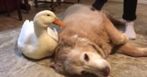 Golden Retriever viene accudito da una Papera lo tratta come se fosse il suo bambino (VIDEO)