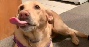 Labrador reagisce con entusiasmo solo quando il padrone nomina i suoi cibi preferiti (VIDEO)