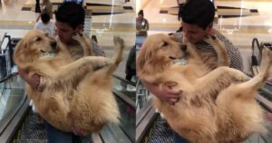 Ragazzo aiuta un Golden Retriever a salire sopra le scale mobili e il filmato diventa virale (VIDEO)