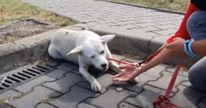 Cagnolina randagia viveva per strada chiedendo aiuto a ogni auto di passaggio (VIDEO)