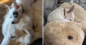 Cagnolino dorme su un peluche ricordando com’era dormire sul suo amico prima che se ne andasse