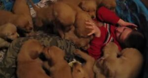 Bambino pensa di sognare quando viene sommerso da 14 cuccioli di Golden Retriever (VIDEO)