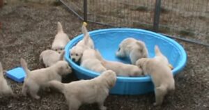 5 cuccioli di Golden Retriever non riescono a capire dove sia finita tutta la loro acqua (VIDEO)