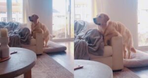 Golden Retriever Charlie impazzisce per il suo cartone preferito “Dug Days” (VIDEO)