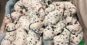 Cagnolina Dalmata batte i record, dando alla luce innumerevoli cuccioli davvero adorabili (VIDEO)