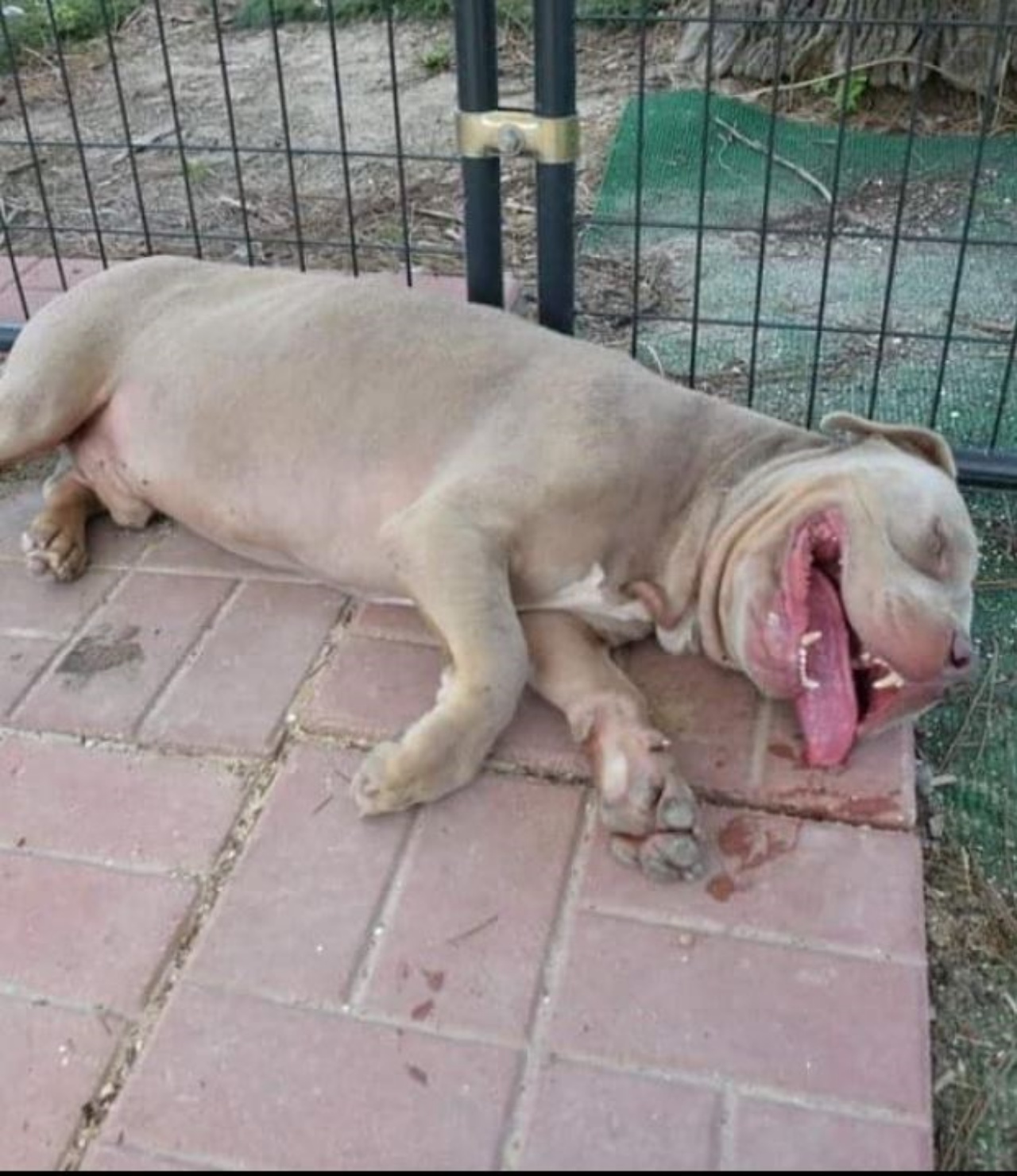 Un cane di nome Dice sdraiato a terra felice