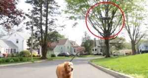 Uomo attacca un Drone al collare di un Golden Retriever e lo utilizza come Dog Sitter (VIDEO)