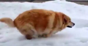 Golden Retriever ha una nuova vita felice dopo aver perso più di 40 kg (VIDEO)