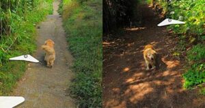 Golden Retriever segue l’auto di Google Maps e compare in centinaia di punti (FOTO)