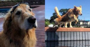 Golden Retriever Jill stupisce tutti con la sua capacità di tuffarsi in acqua (VIDEO)