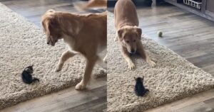 Golden Retriever accoglie un gattino nel modo più dolce possibile (VIDEO)