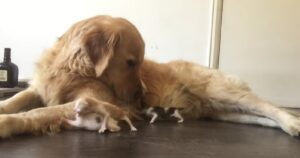 Golden Retriever adotta quattro gattini e il tenero gesto commuove migliaia di persone (VIDEO)