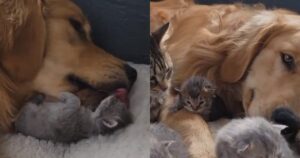 Golden Retriever aiuta a prendersi cura dei cuccioli in modo che mamma gatta possa riposare (VIDEO)