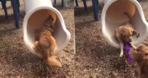 Golden Retriever aiuta il suo amico a scendere dallo scivolo (VIDEO)