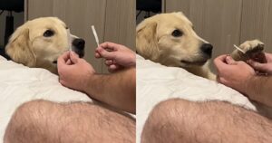 Golden Retriever aiuta il suo proprietario a scegliere il profumo e il filmato diventa virale (VIDEO)