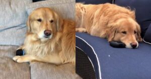 Il tesoro preferito di questo Golden Retriever è il suo altoparlante portatile (VIDEO)