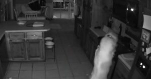 Golden Retriever amante del cibo provoca un incendio in casa (VIDEO)