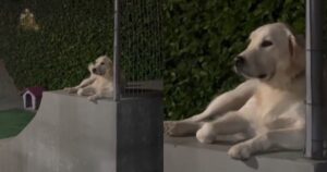 Golden Retriever si rifiuta di lasciare l’asilo nido e ignora la proprietaria (VIDEO)