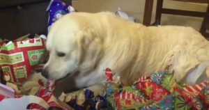 Il miglior regalo per questo Golden Retriever è la carta stessa dei regali (VIDEO)