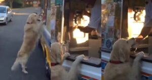 Golden Retriever chiede il gelato e il commovente video diventa virale (VIDEO)