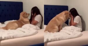 Golden Retriever cerca in ogni modo di confortare la sua proprietaria che piange (VIDEO)