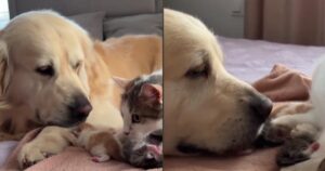 Golden Retriever mostra tutto il suo interesse nei confronti dei cuccioli appena nati di mamma gatta (VIDEO)