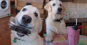 Golden Retriever diventa lo chef più amato nelle reti dopo aver preparato il suo frullato preferito (VIDEO)