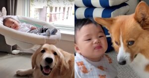 Golden Retriever e Corgi adottano il bambino appena nato (VIDEO)