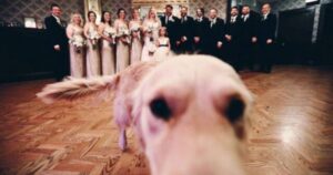 Golden Retriever fa da damigella al matrimonio dei suoi proprietari