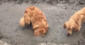 Golden Retriever porta il suo amore per il fango a un livello superiore (VIDEO)