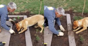 Golden Retriever aiuta il suo proprietario con il giardinaggio (VIDEO)