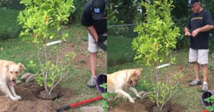 Golden Retriever fa scalpore per le sue abilità da giardiniere (VIDEO)