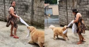 Golden Retriever gioca con il lenzuolo della nonnina mentre stendeva i panni e diventa virale (VIDEO)