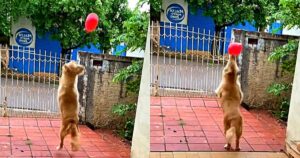 Golden Retriever gioca con un palloncino fino a quando non accade il peggio (VIDEO)