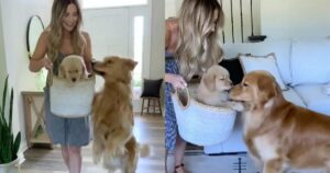 Golden Retriever incontra il figlio per la prima volta e commuove il web (VIDEO)