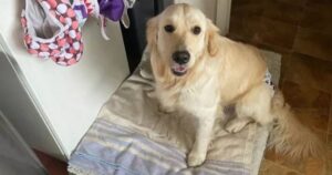 Golden Retriever indossa i pannolini e dona il suo cuore agli animali in difficoltà