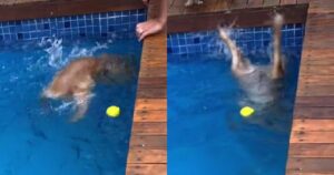 Golden Retriever fa prendere un grande spavento ai suoi proprietari (VIDEO)