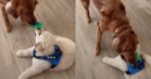 Golden Retriever insegna al fratellino a giocare a tiro alla fune (VIDEO)