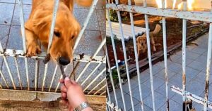 Golden Retriever invita un ospite a giocare ma accade il peggio (VIDEO)