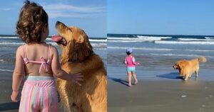 Golden Retriever iperprotettivo non lascia neanche un secondo la sua sorellina umana in spiaggia (VIDEO)