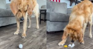 Golden Retriever litiga con un uovo e il finale è piuttosto prevedibile (VIDEO)