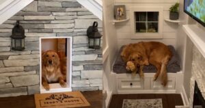 Golden Retriever mostra la sua lussuosa casa al coperto e diventa virale (VIDEO)